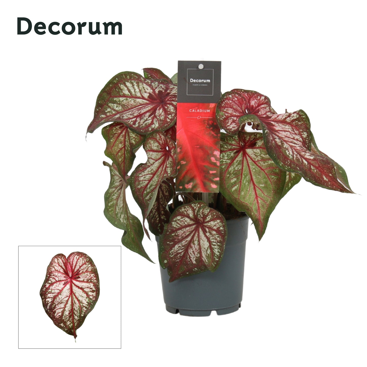 Caladium Carolyn Whorton 25cm 12cm Pot