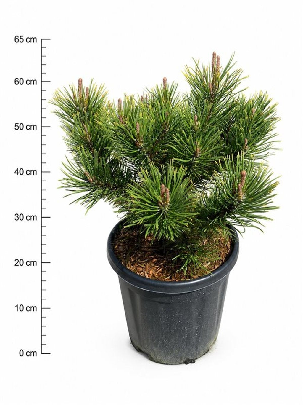 Bloemenkampen BV, Hkw. de Pinus mugo Wintergold Pack of 1
