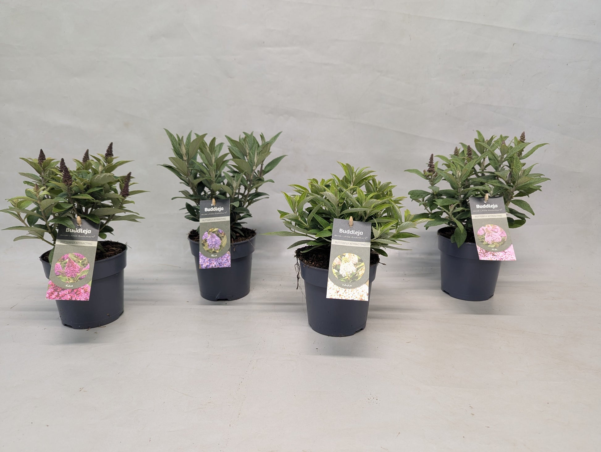 Buddleja Little Rockstar Mix 30cm 15cm Pot