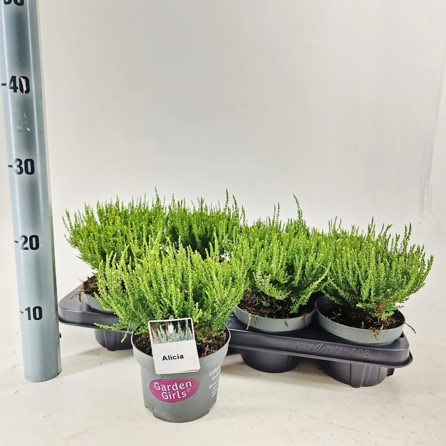 Calluna Garden Girls Alicia 15cm 13cm Pot