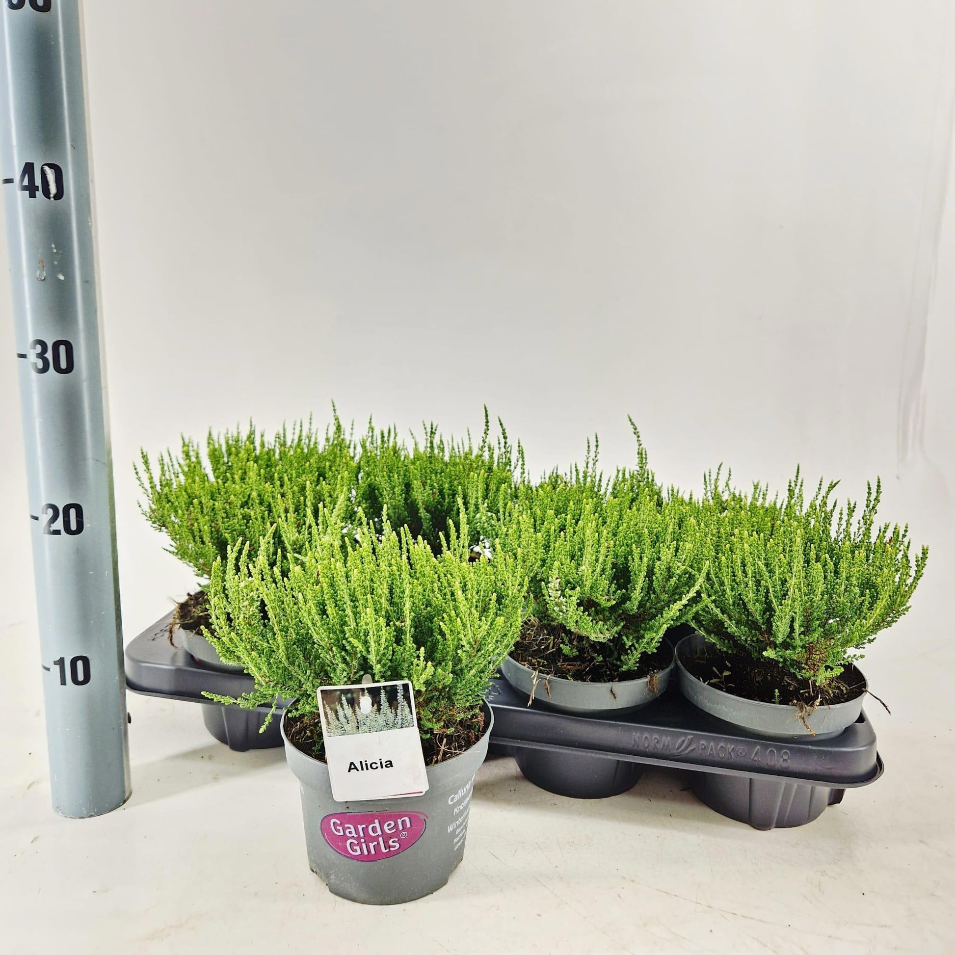 Calluna Garden Girls Alicia 15cm 13cm Pot