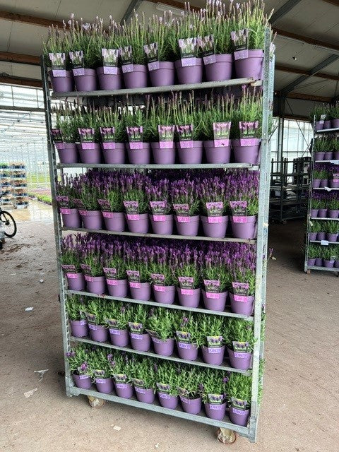 Lavandula stoechas 40cm 17cm Pot