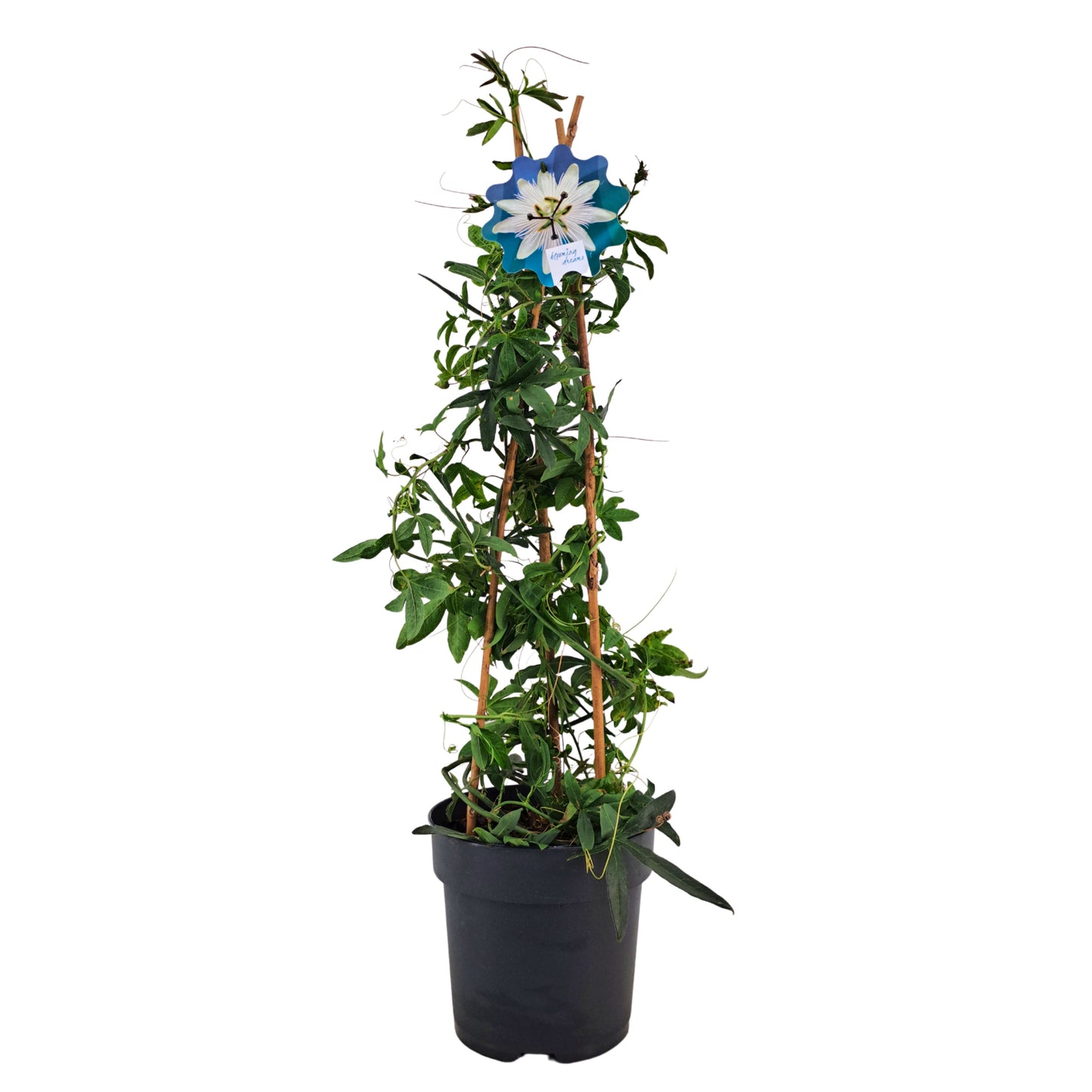 Passiflora Constance Elliot pyramide 70cm 17cm Pot