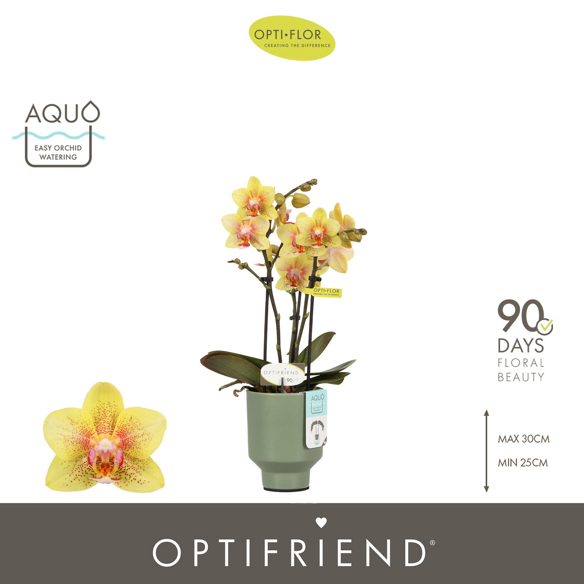 Phalaenopsis Orange 25cm 7cm Pot
