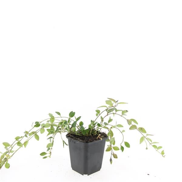 Vinca Atropurpurea 15cm 9cm Pot