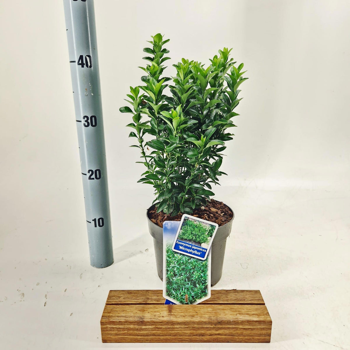 Euonymus jap. Microphyllus 40cm 17cm Pot