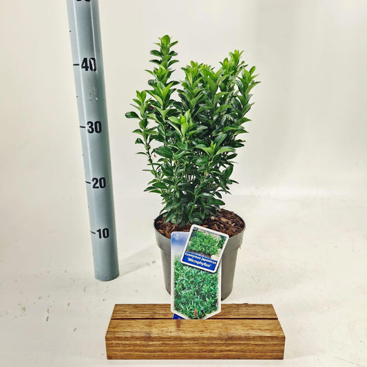 Euonymus jap. Microphyllus 40cm 17cm Pot