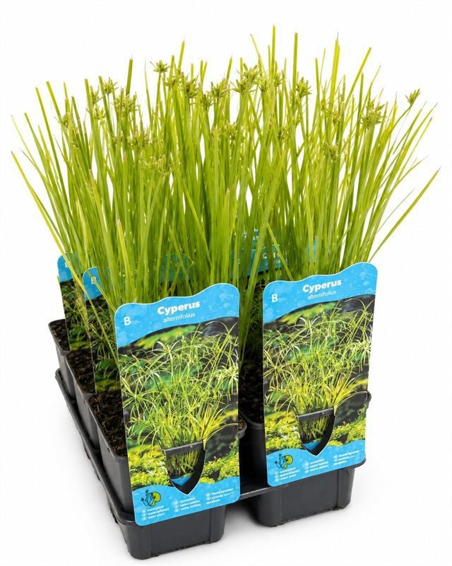 Waterplkw R. Moerings Cyperus alternifolius Pack of 6