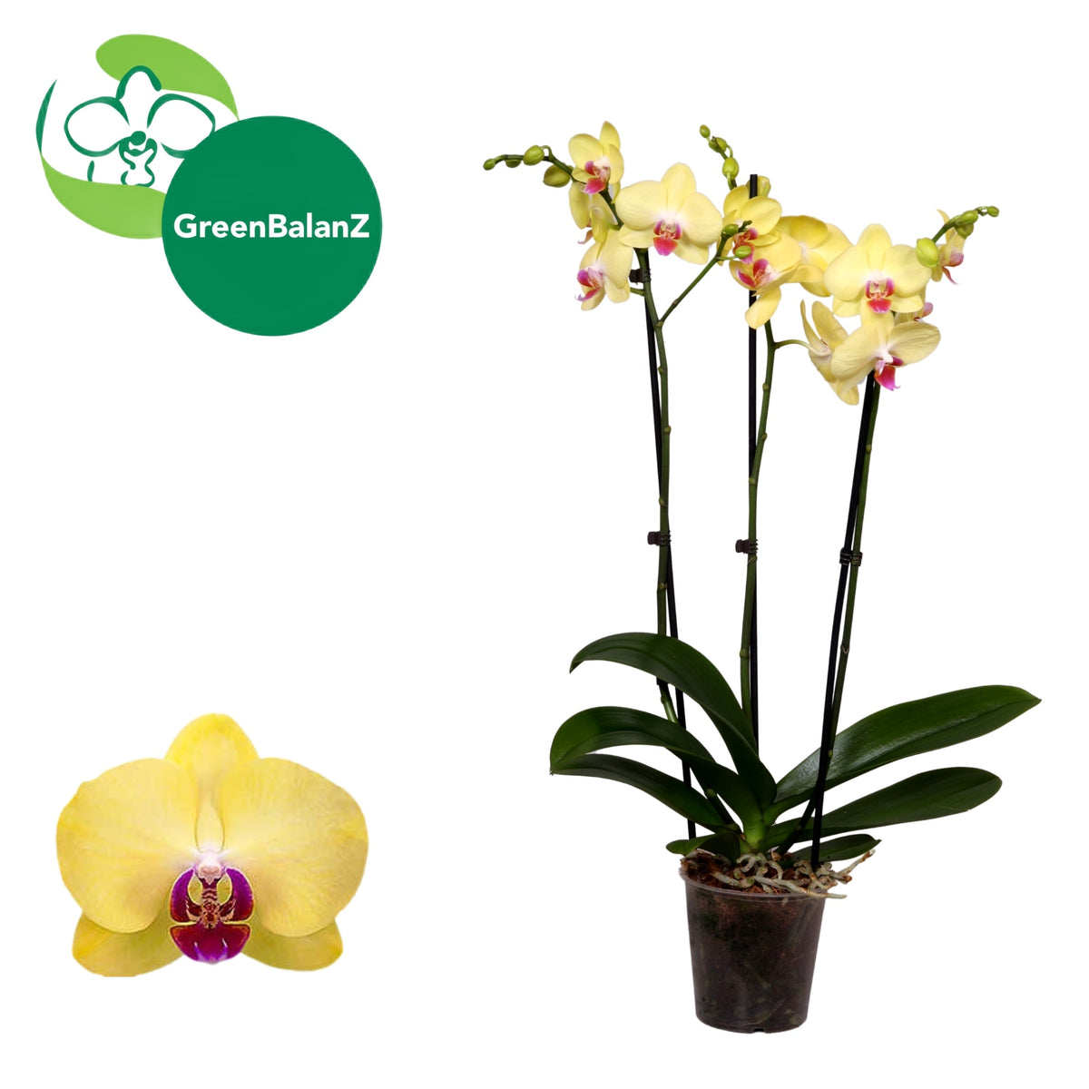 Phalaenopsis Miraflore 55cm 12cm Pot