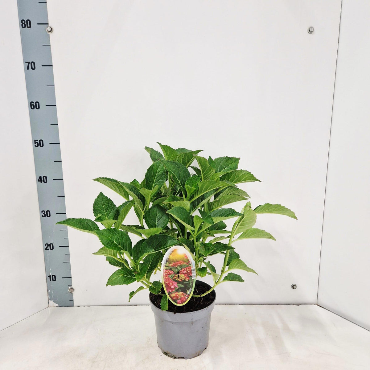 Hydrangea macr. Sibilla 30cm 17cm Pot