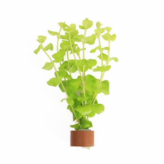 Lysimachia hybrid 5cm 2cm Pot