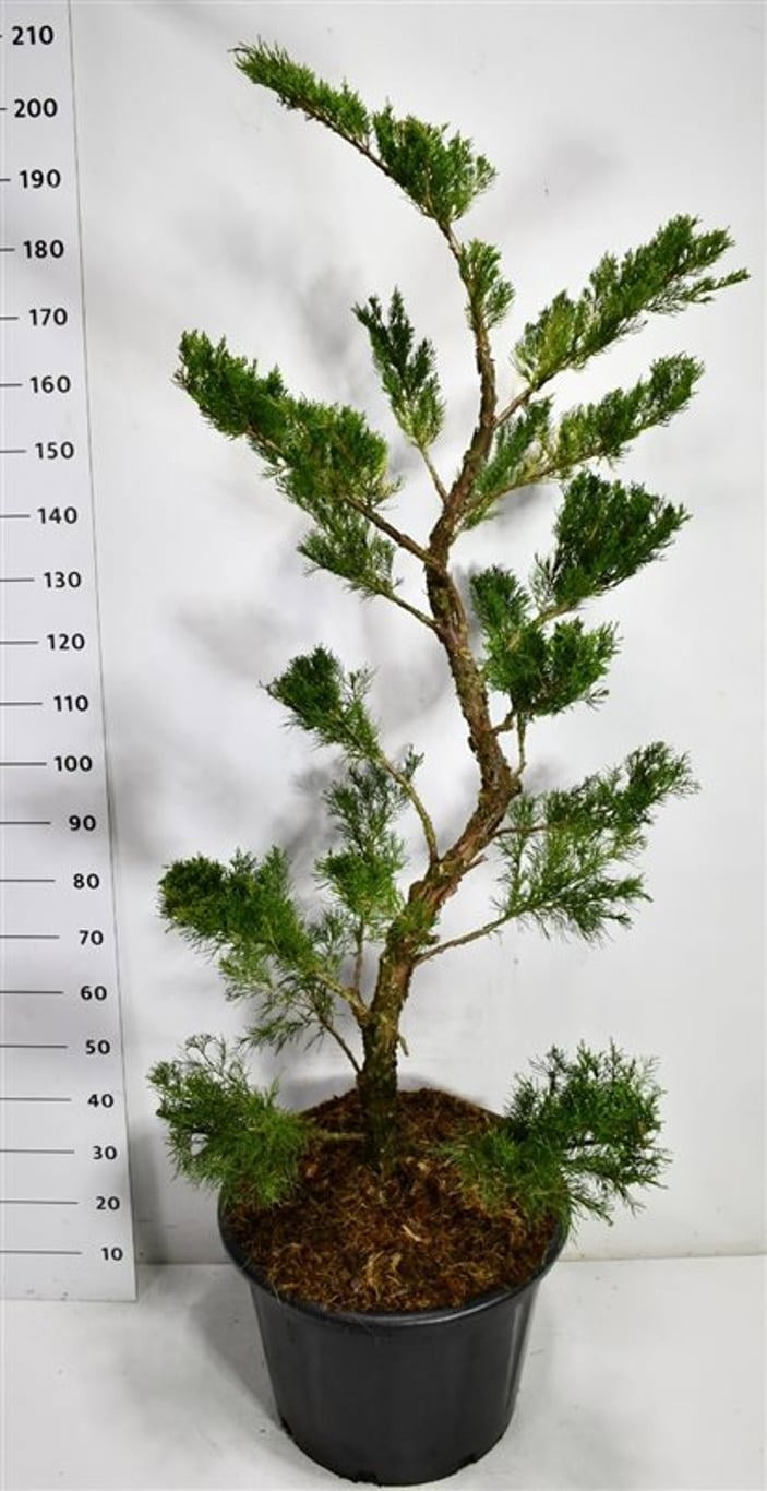 Bloemenkampen BV, Hkw. de Juniperus Mint Julep Pack of 1