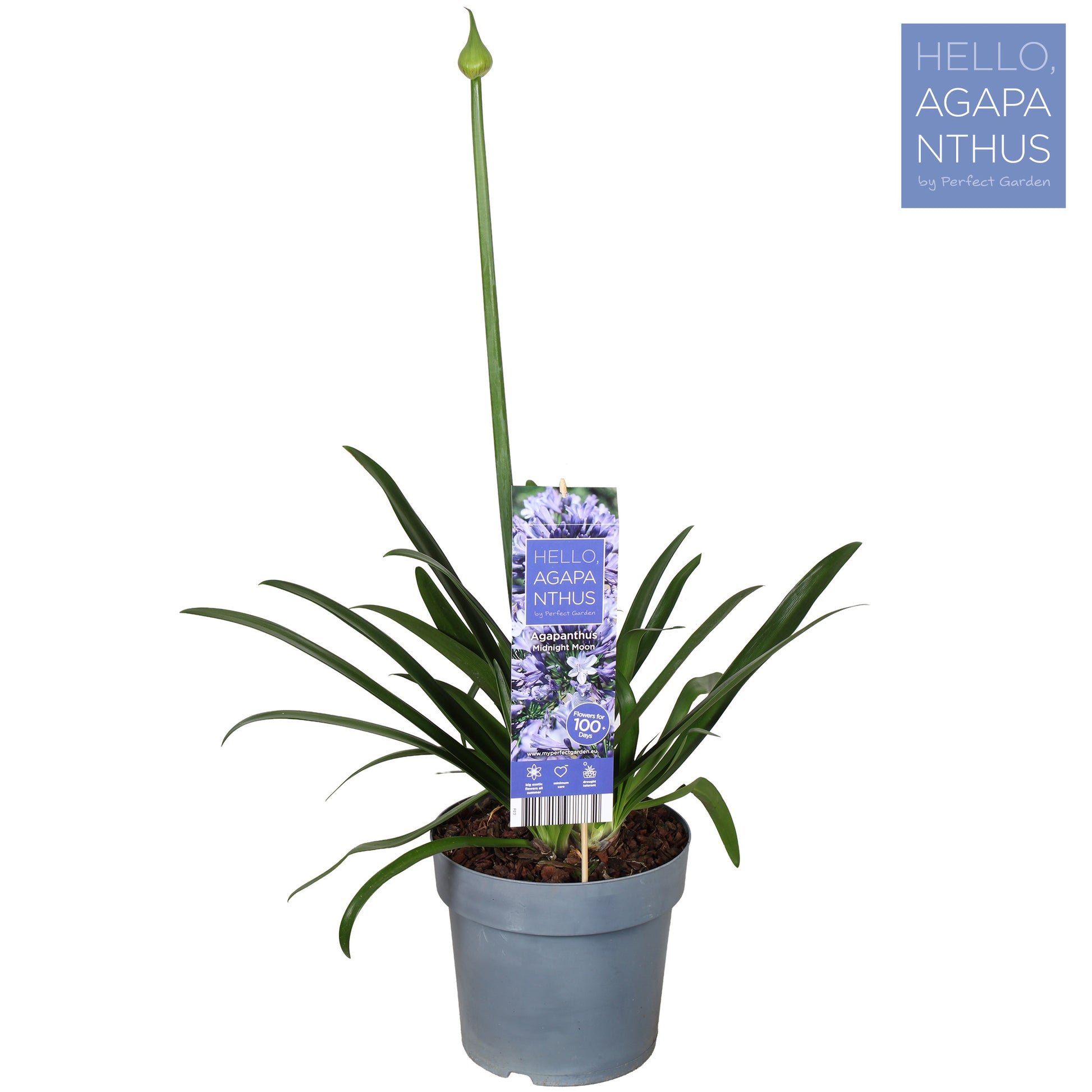 Agapanthus midnight moon 70cm 23cm Pot