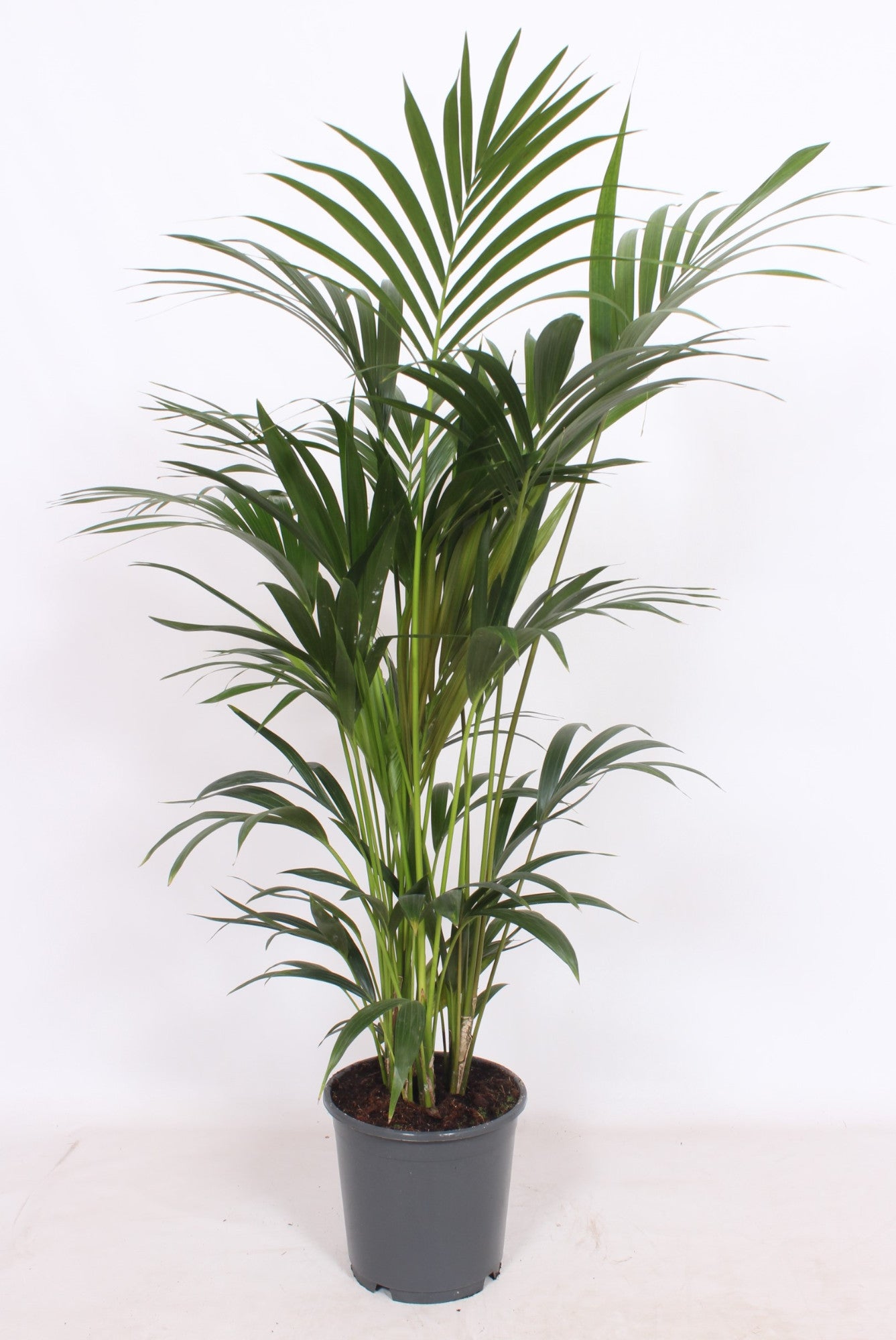 Howea forsteriana 120cm 24cm Pot