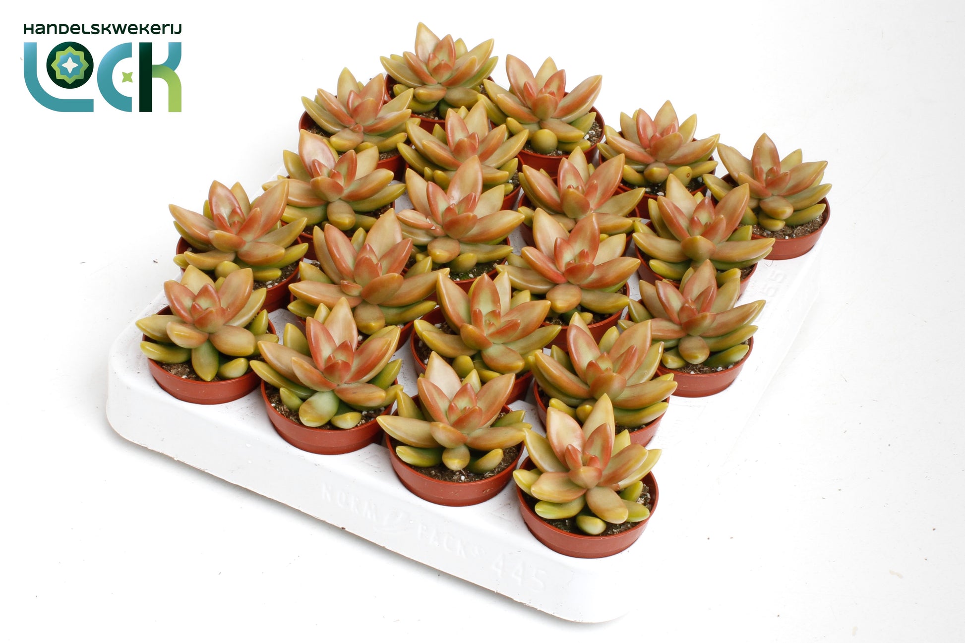 Sedum album mix 10cm 505cm Pot