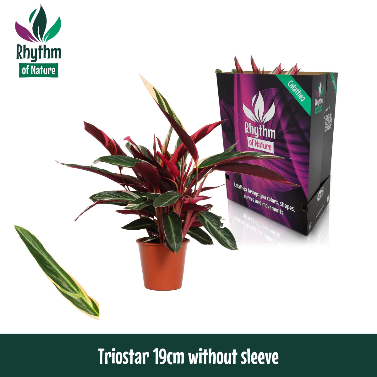 Stromanthe sanguinea triostar 80cm 19cm Pot