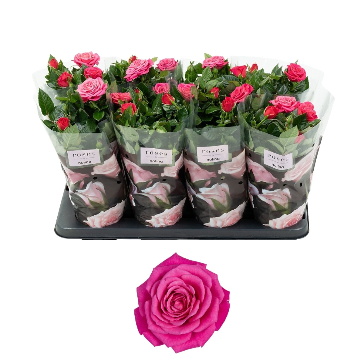Rosa pink 36cm 13cm Pot