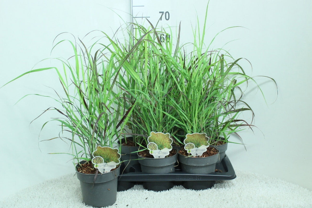 Panicum virgatum 70cm 17cm Pot