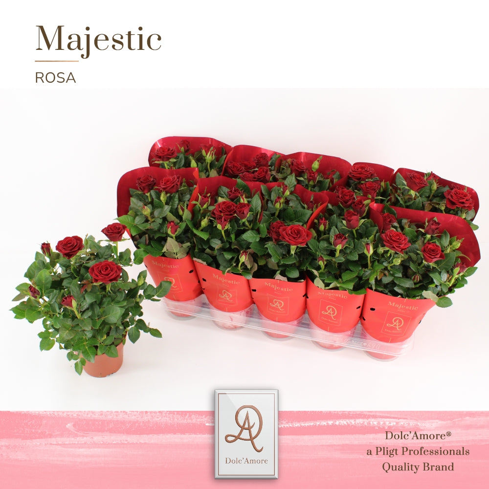 Rosa Kordana Scarlet Mercedes 29cm 12cm Pot