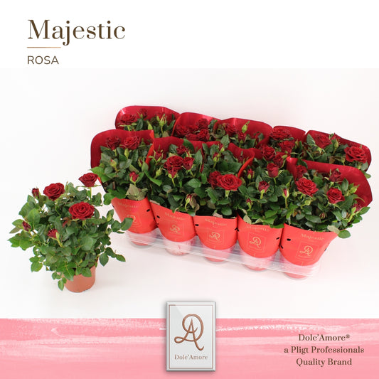 Rosa Kordana Scarlet Mercedes 29cm 12cm Pot