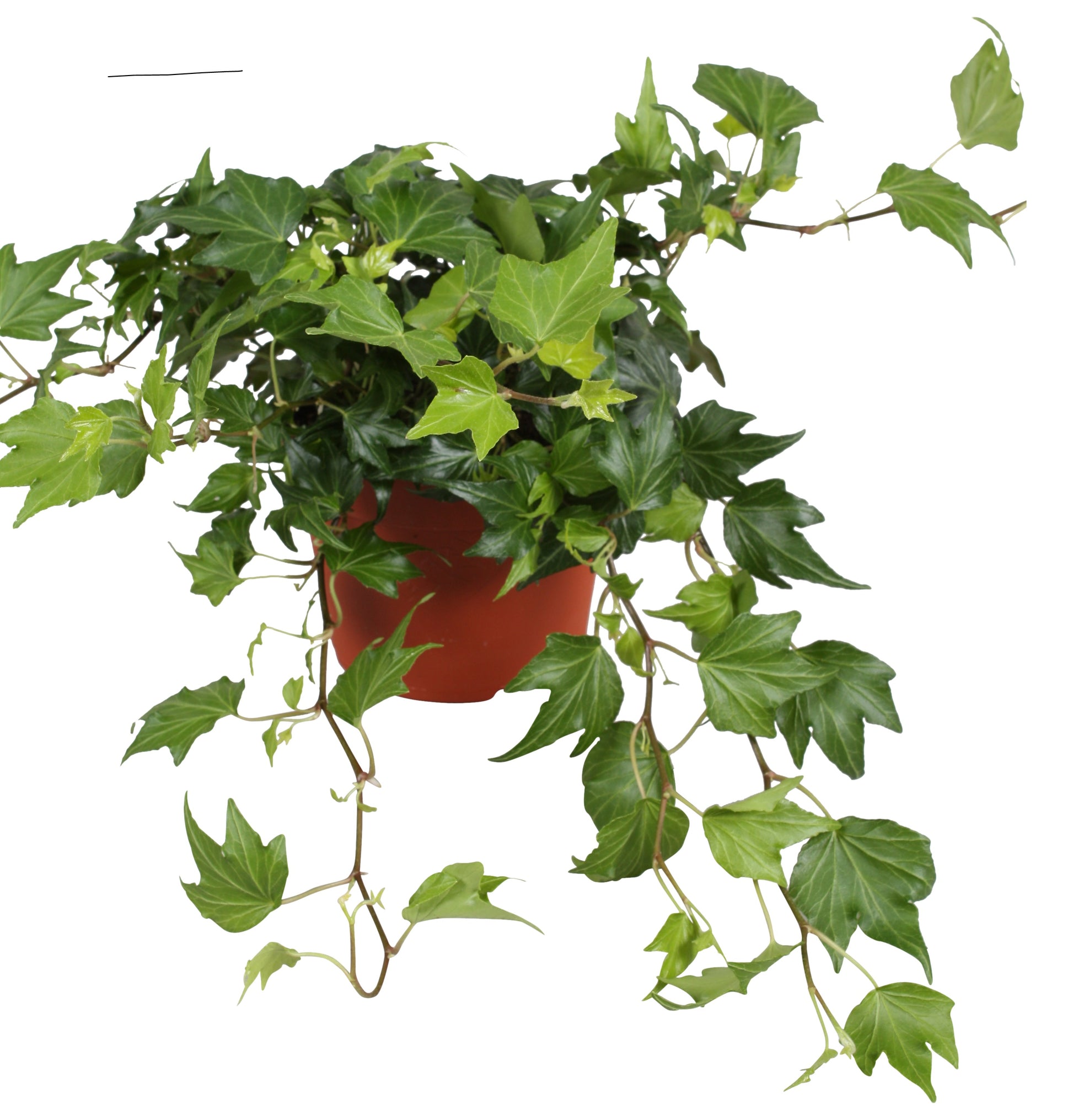 Vireo-Hedera plant BV Hedera helix Green Ripple Pack of 8