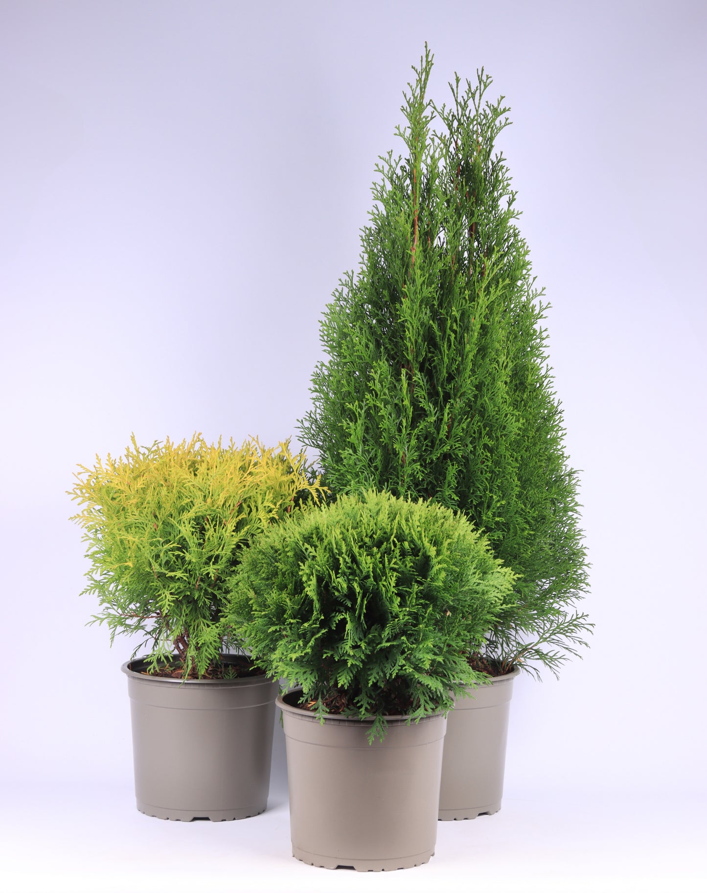 Thuja occidentalis 45cm 23cm Pot