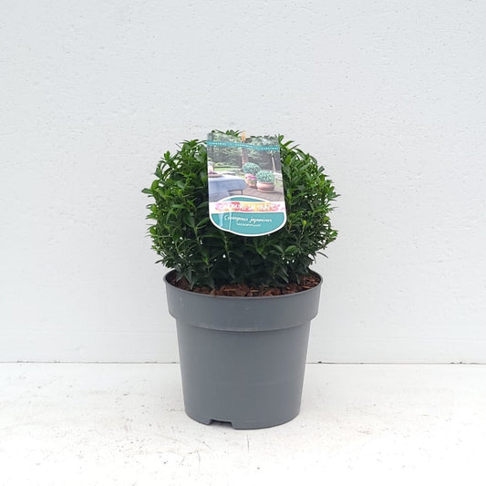 Euonymus jap. Microphyllus 40cm 23cm Pot