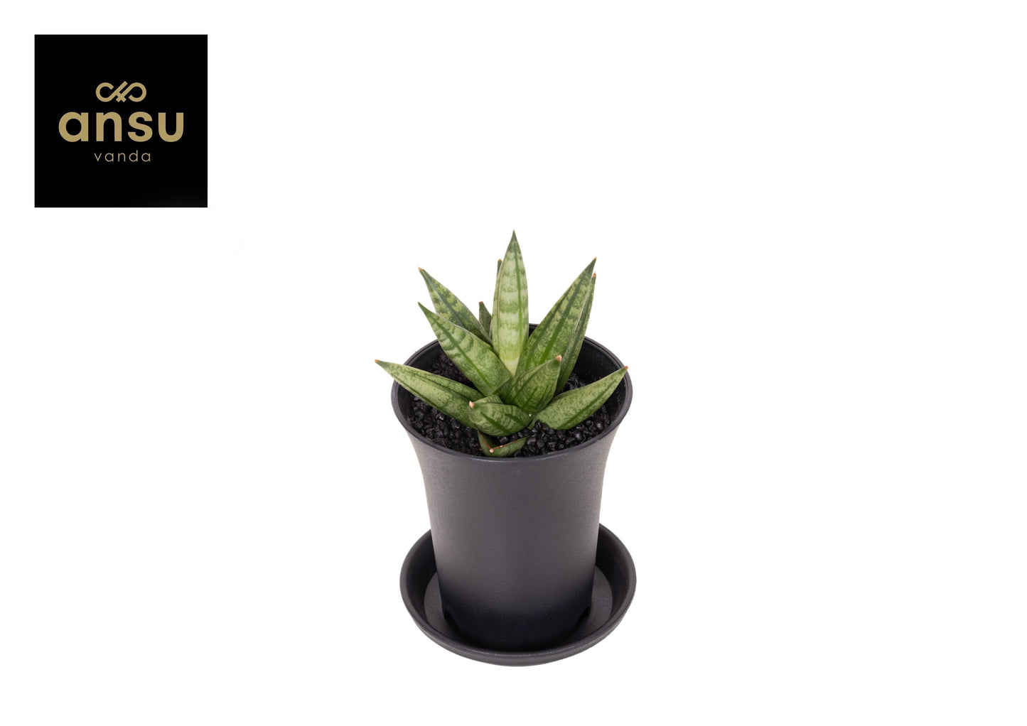 Sansevieria cyl. Inti 15cm 507cm Pot