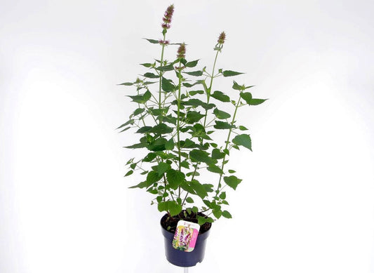 Agastache Hybrid 65cm 17cm Pot