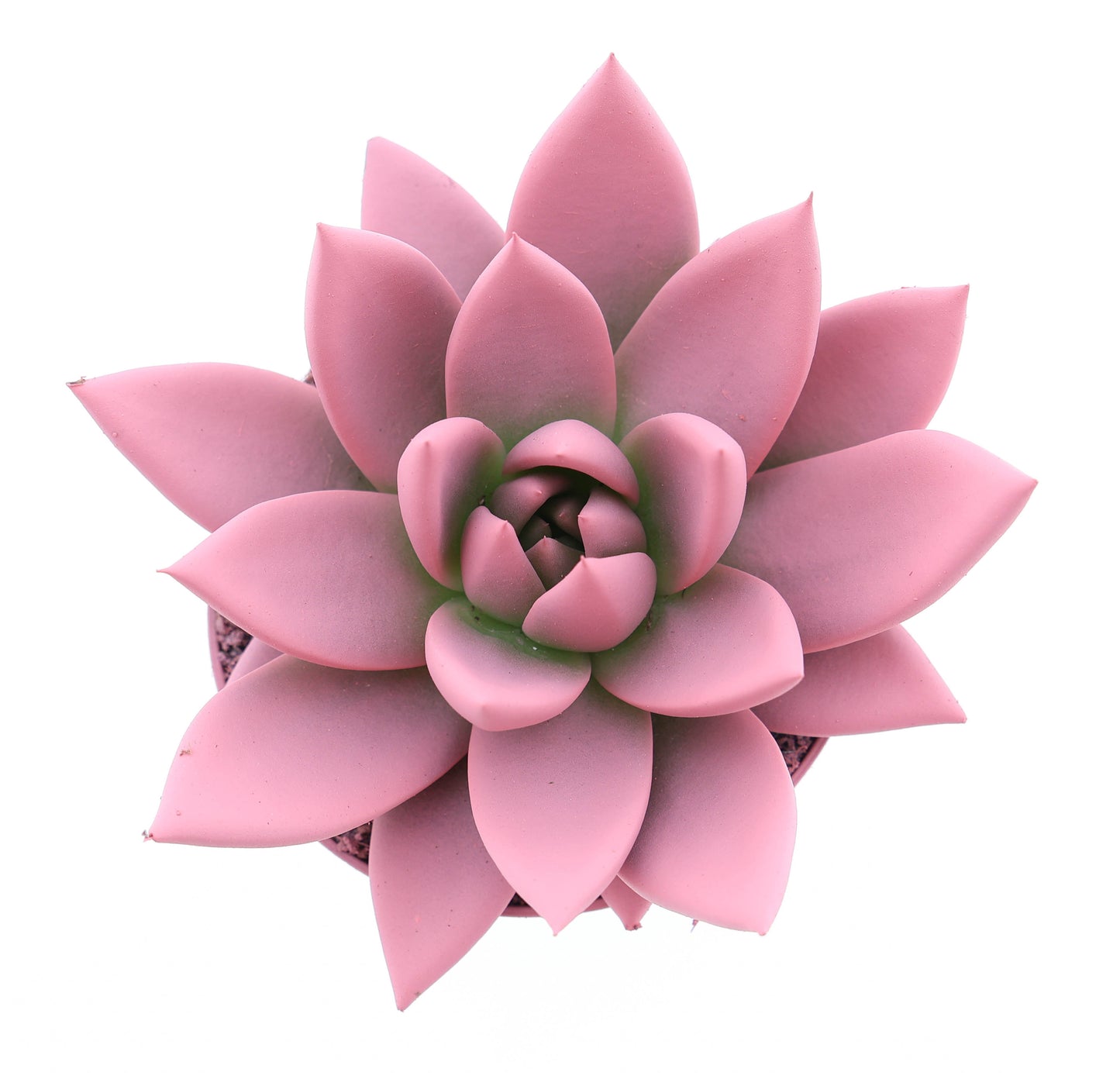 Euro Cactus Holland Bv Rainbow rose Pack of 12