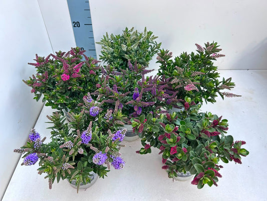 Hebe All Blooms mix 25cm 10.5cm Pot