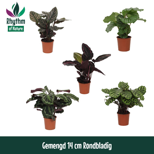 Calathea roseopicta mix 45cm 14cm Pot