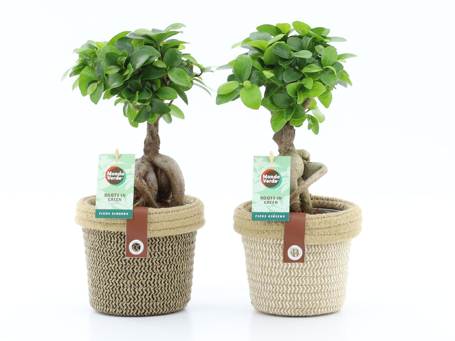 Ficus Ginseng 30cm 14cm Pot