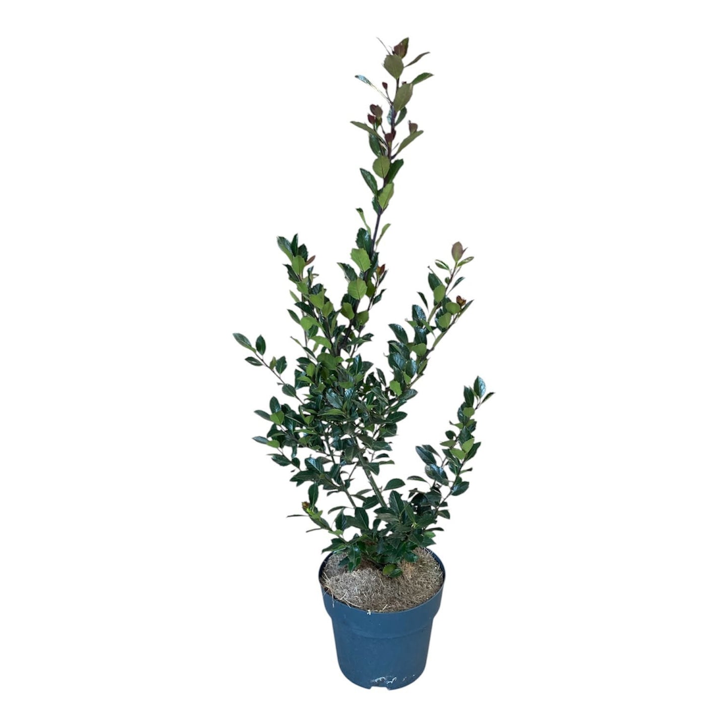 Ilex mix 80cm 21cm Pot