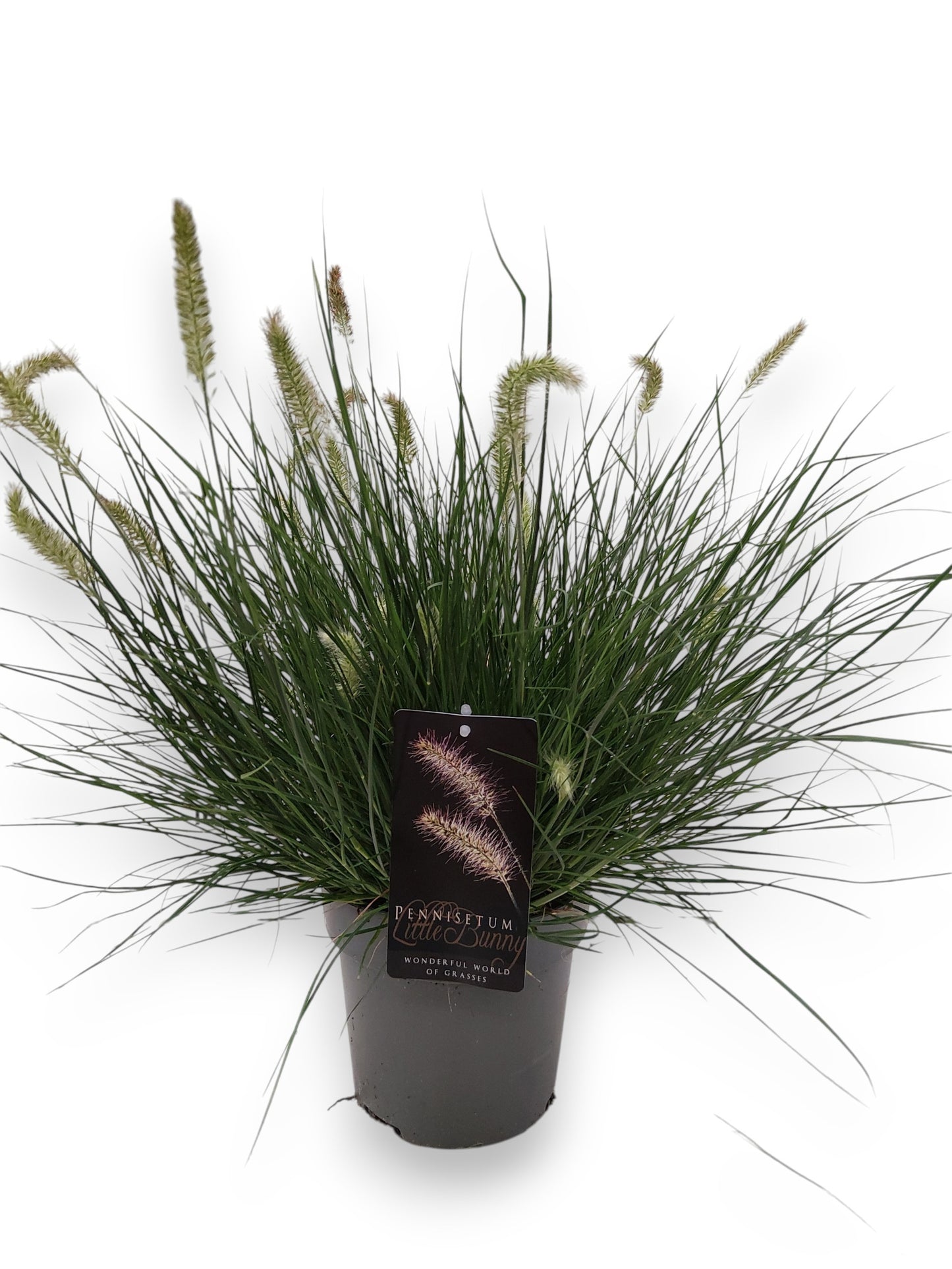 Straalen, Boomkw. JP v Pennisetum Little Bunny Pack of 1