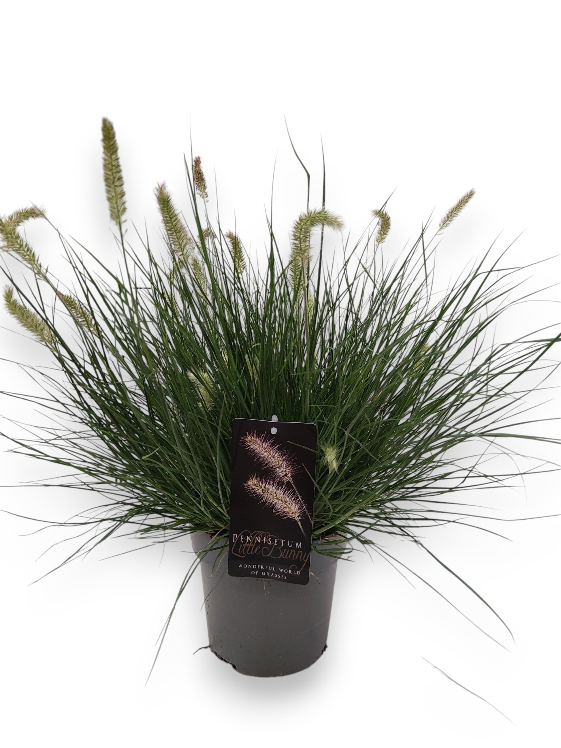 Straalen, Boomkw. JP v Pennisetum Little Bunny Pack of 1