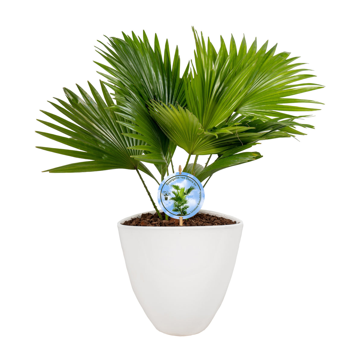 Livistona rotundifolia 55cm 22cm Pot