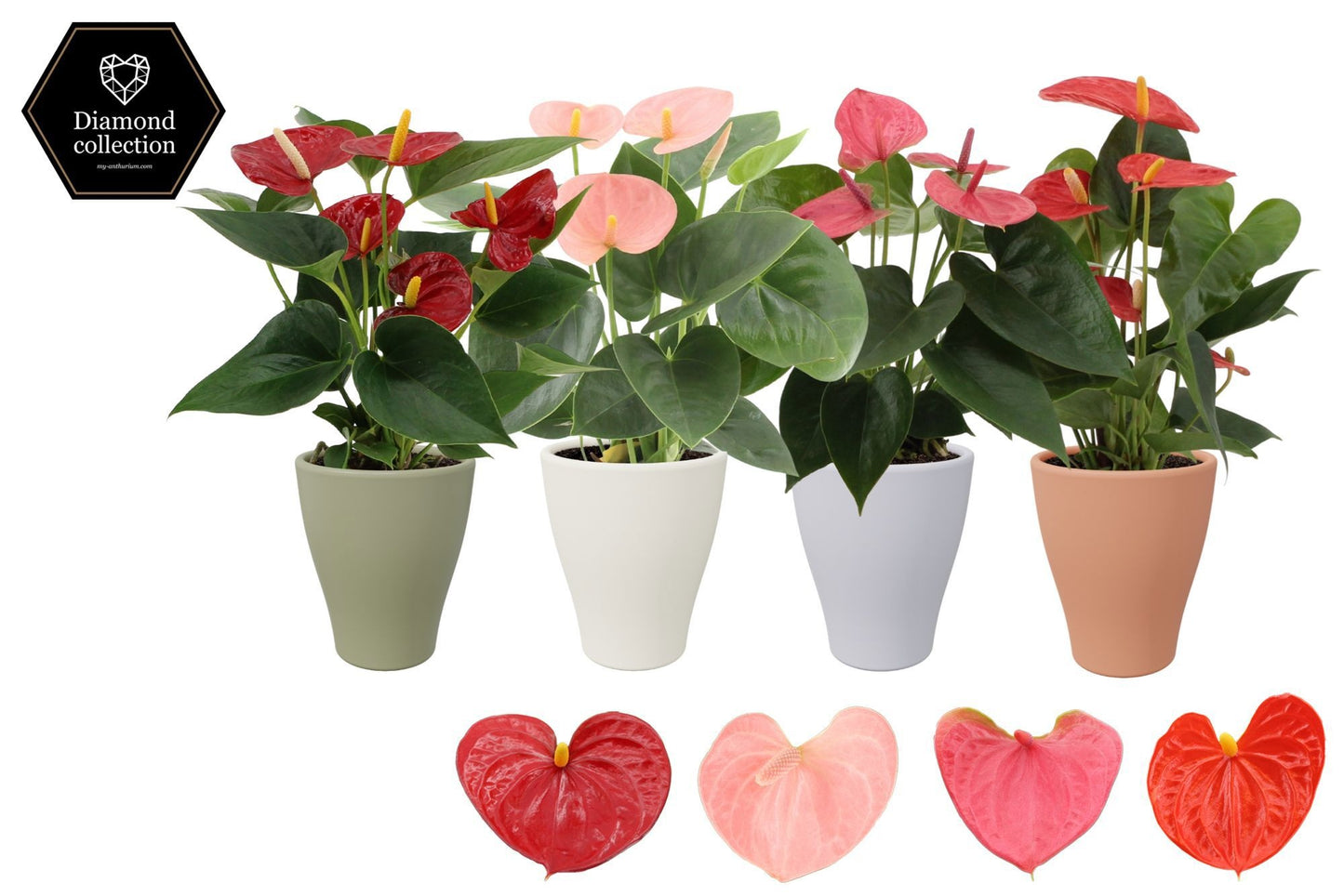Anthurium mix 25cm 9cm Pot