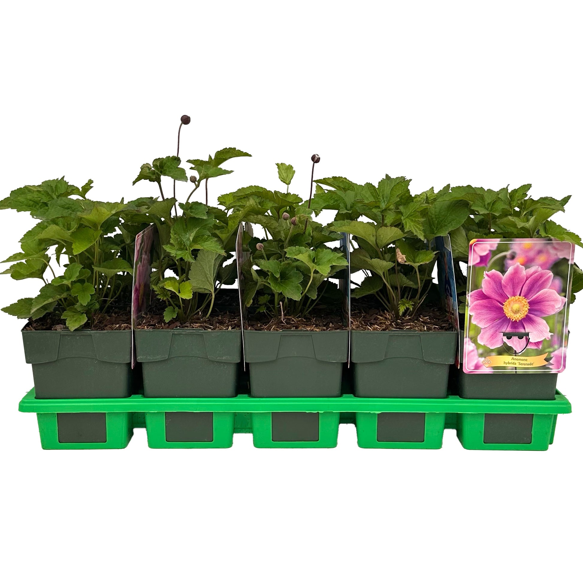 Anemone mix 25cm 11cm Pot