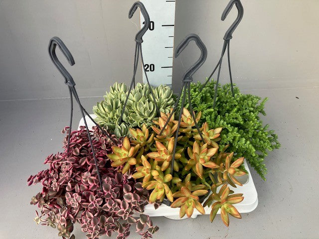 Succulent mix 20cm 14cm Pot