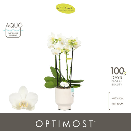 Phalaenopsis multiflora white 45cm 12cm Pot