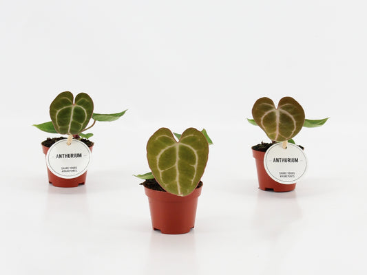 Anthurium Crystallinum 15cm 6cm Pot