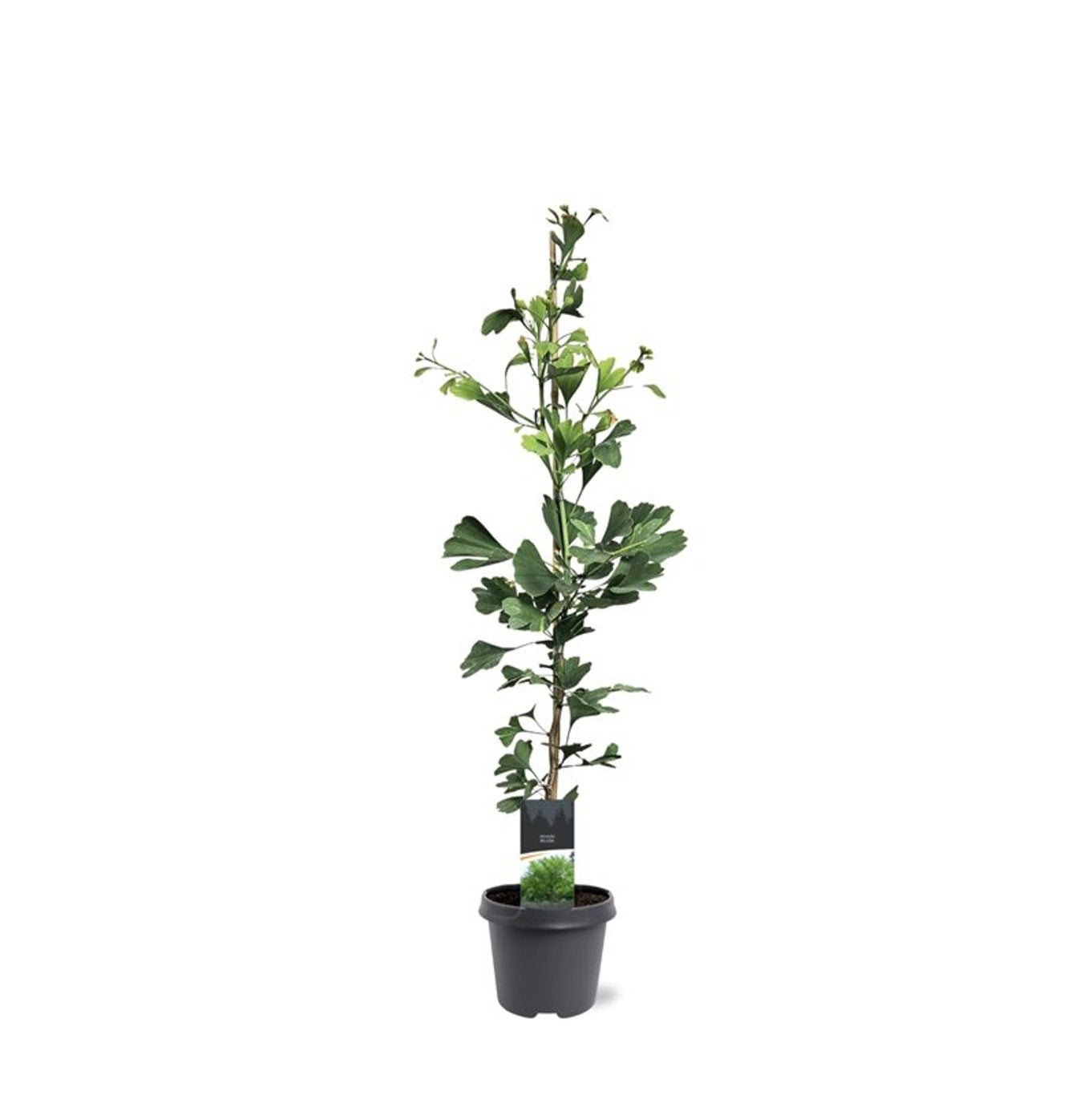 Ginkgo Little Emperor 90cm 23cm Pot