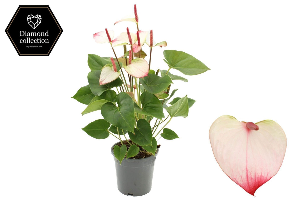 Anthurium Princess Amalia Elegance 57cm 17cm Pot