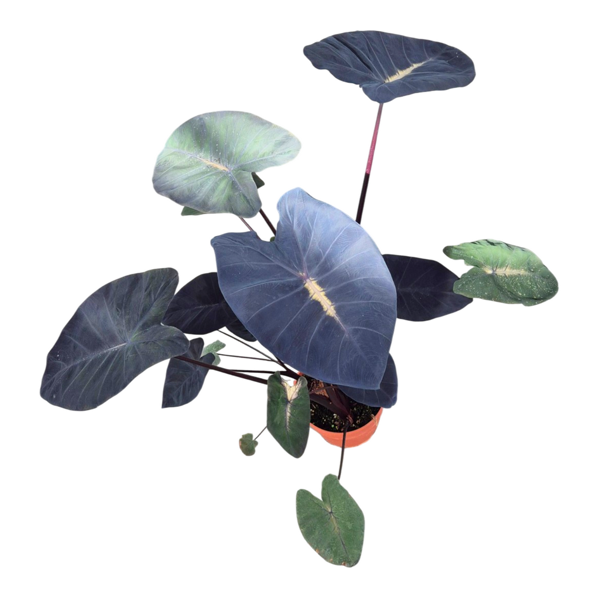 Colocasia Pharaohs Mask 80cm 17cm Pot