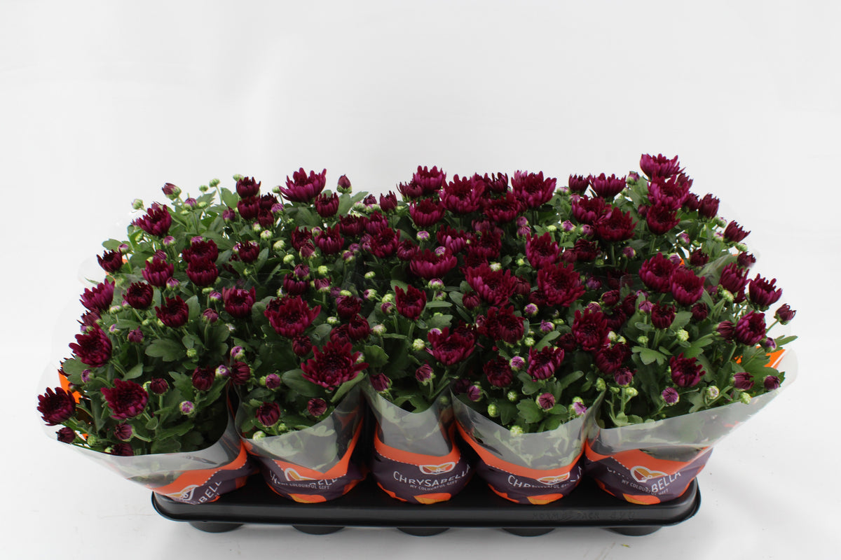 Chrysanthemum Mount Tourmalet 26cm 12cm Pot