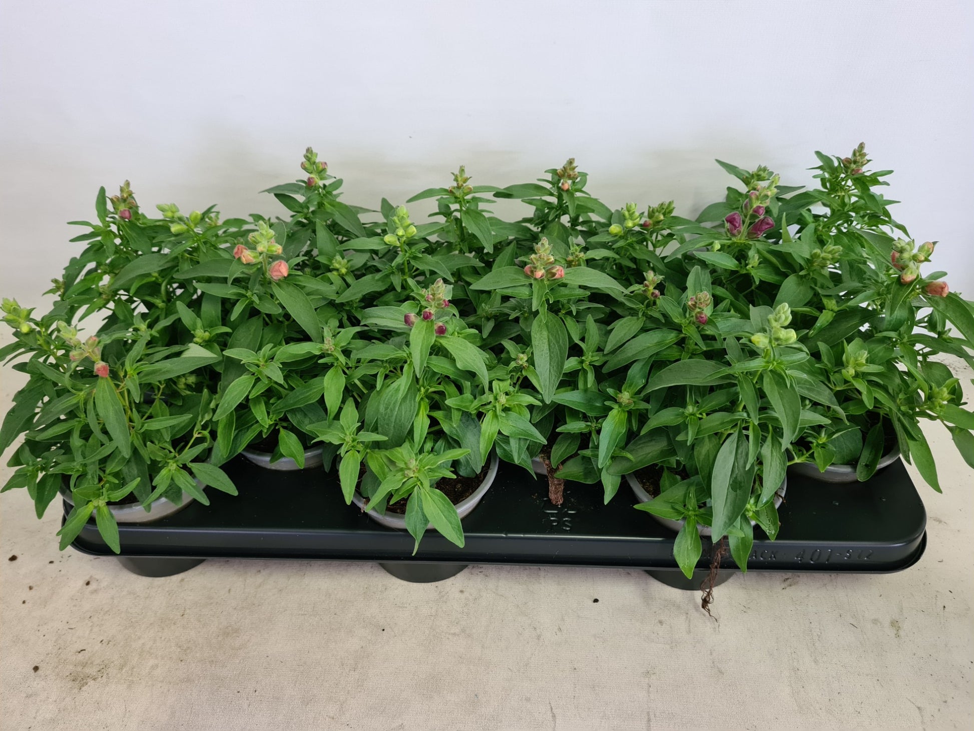 Antirrhinum mix 20cm 510cm Pot