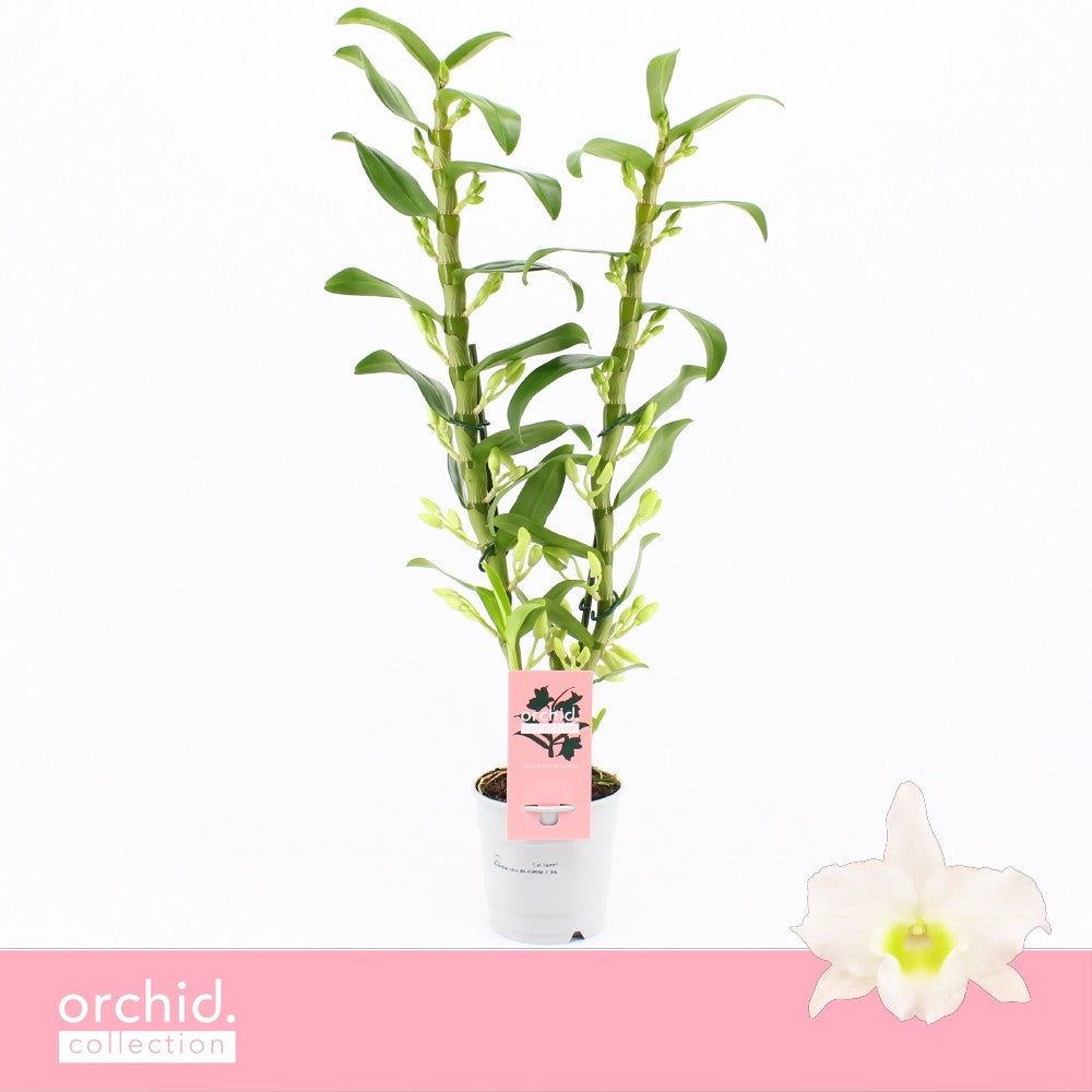 Dendrobium Apollon 65cm 12cm Pot