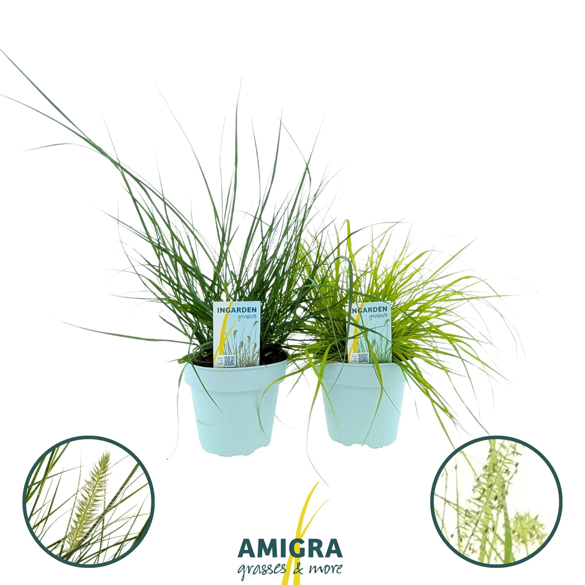 Pennisetum alopecuroides 50cm 15cm Pot