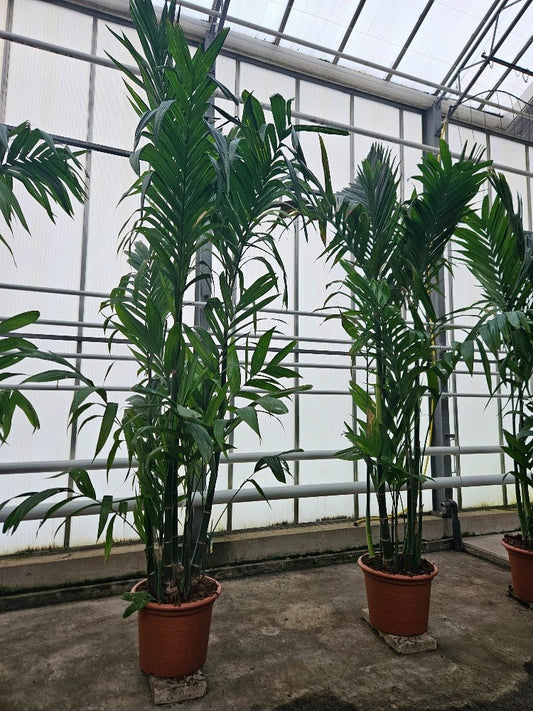 Carludovica palmata 400cm 60cm Pot